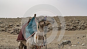 Camel near The Pyramid of Djoser or Djeser and Zoser, or Step Pyramid is an archaeological remain in the Saqqara necropolis, Egypt