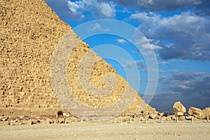 Camel near pyramid of Khafre or of Chephren