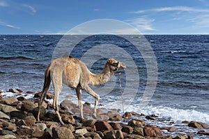 Camel near Red sea, Egypt