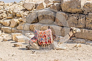 Camel next to Great Pyramid of Giza