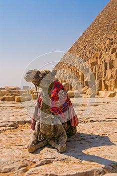 Camel next to pyramid in Giza, Cairo