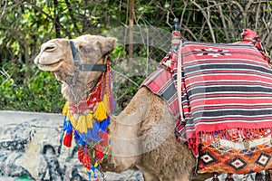 Camel nicely dressed