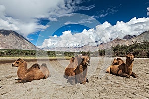 Camel in Nubra valley, Ladakh