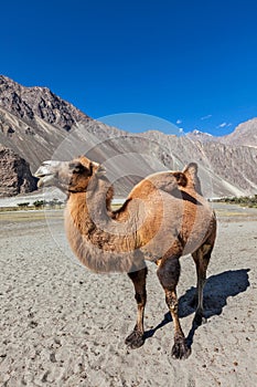Camel in Nubra valley, Ladakh photo