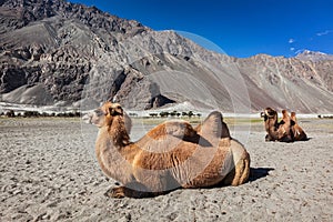 Camel in Nubra vally, Ladakh photo