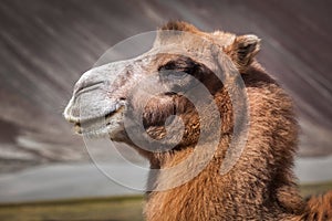 Camel in Nubra vally, Ladakh photo