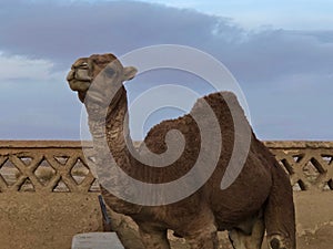 Camel with one hump in Sahara Desert, Morocco