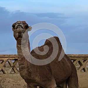 Camel with one hump in Sahara Desert, Morocco