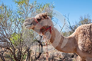 Camel in the outback of Australia