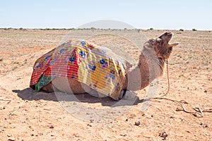 Camel in the outback of Australia