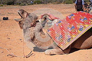 Camel in the outback of Australia