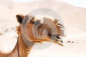 Camel outdoor, in dessert, animal and nature concept