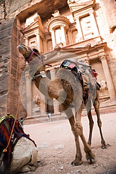 Camel and owner in Petra, Jordan