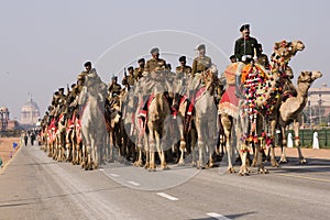 Camel Parade