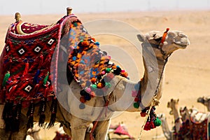 Camel parading in it's colourful saddle