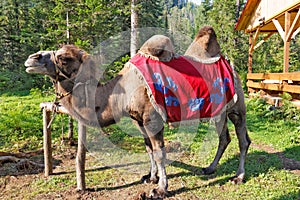 A camel in a park in the Altai