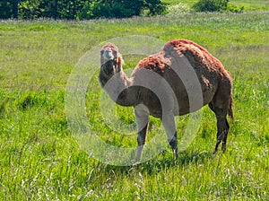 Camel in Pasture Facing Camera