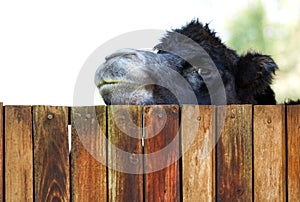 Camel peeking over a fence