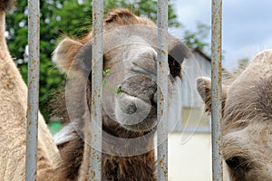 Camel peeks out from behind a rusty lattice