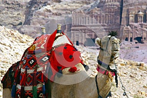 Camel in petra jordan