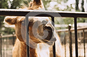 Camel pokes its face between bars of a fence