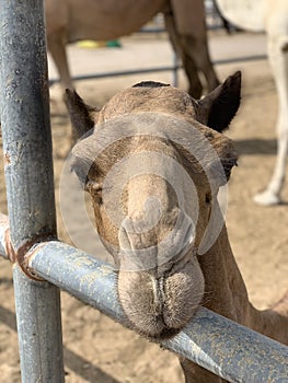 Camel portrait