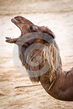 Camel portrait