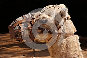 Camel portrait