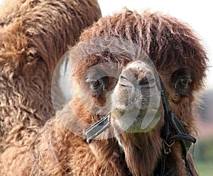 Camel portrait