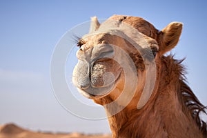 Camel portrait close-up