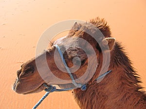 Camel portrait, Erg Chebbi photo