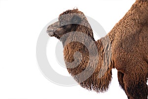camel portrait isolated on white background