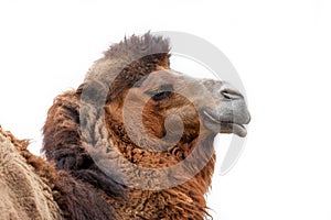 Camel portrait isolated