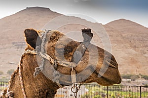 Camel portrait in jericho city. Jordan Valley West Bank Palestinian