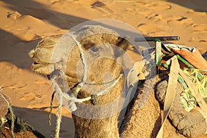 Camel portrait