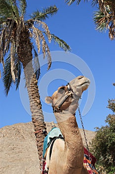 Camel portrait, palm tree