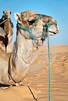 Camel portrait in the Sand dunes desert of Sahara