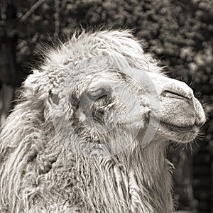 Camel portrait (vintage sepia shot)