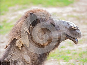 Camel portrait in wild nature