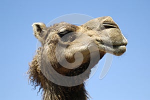 Camel profile