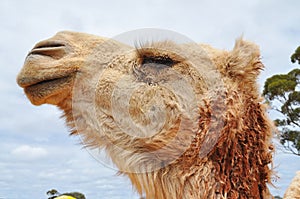 Camel profile