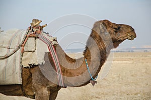 Camel profile