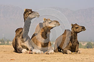 Camel at the Pushkar Fair, India