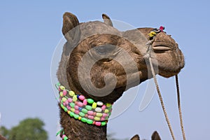 Camel at the Pushkar Fair , Rajasthan, India
