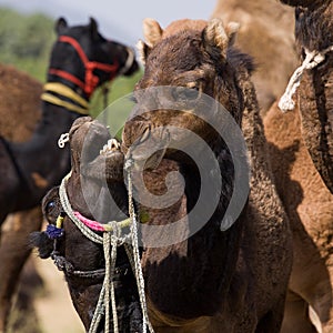 Camel at the Pushkar Fair , Rajasthan, India