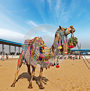 Camel at Pushkar Mela (Pushkar Camel Fair), India