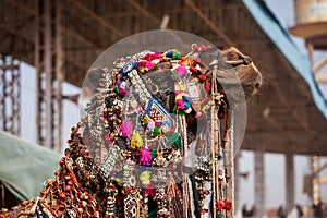 Camel at Pushkar Mela (Pushkar Camel Fair), India photo