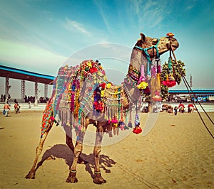 Camel at Pushkar Mela, Rajasthan, India photo