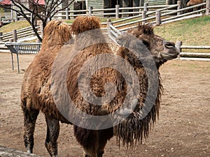 Camel in Pyongyang Central Zoo