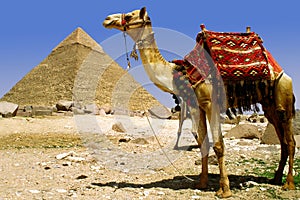 Camel and pyramid